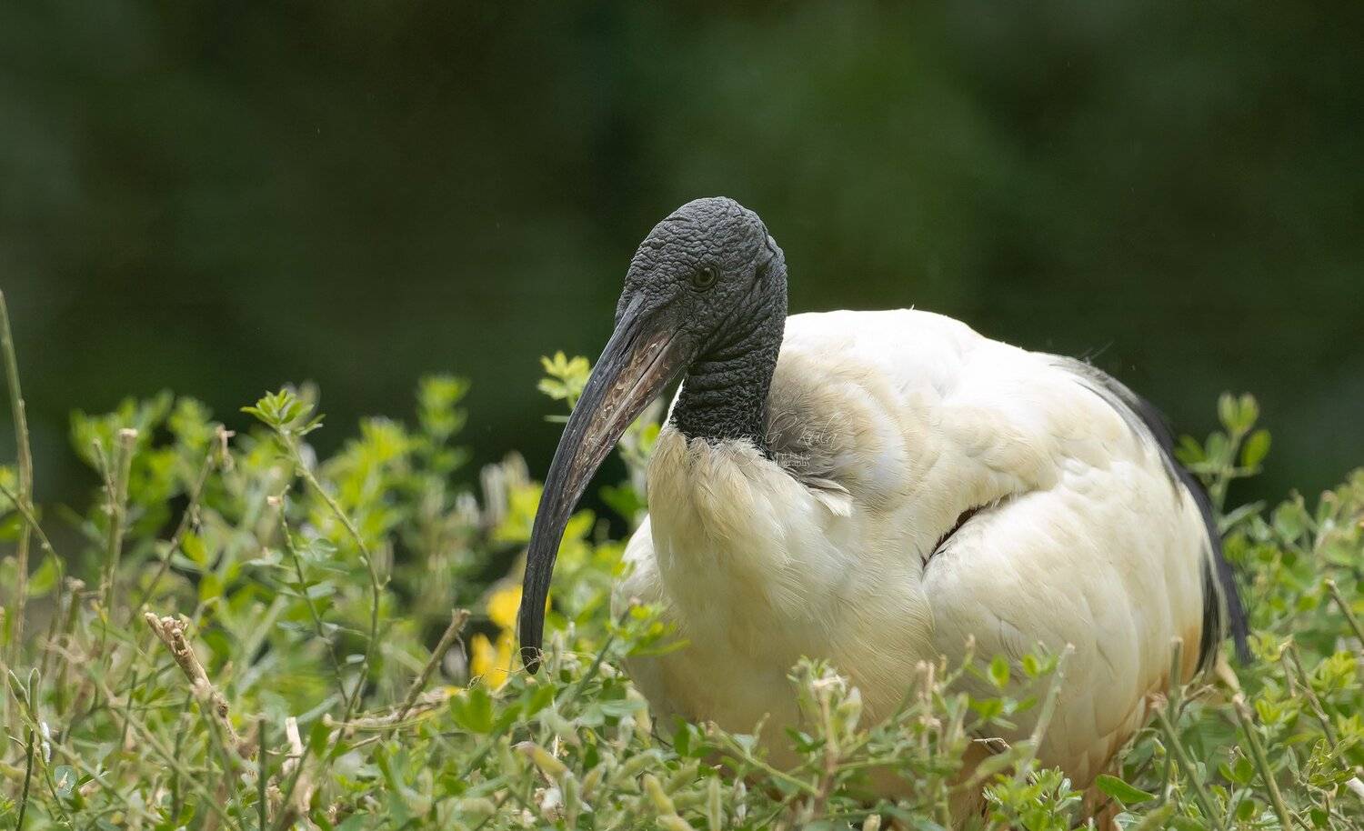 sacred ibis, birds, nature, wildlife, MARIA KULA