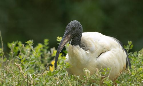 Sacred Ibis