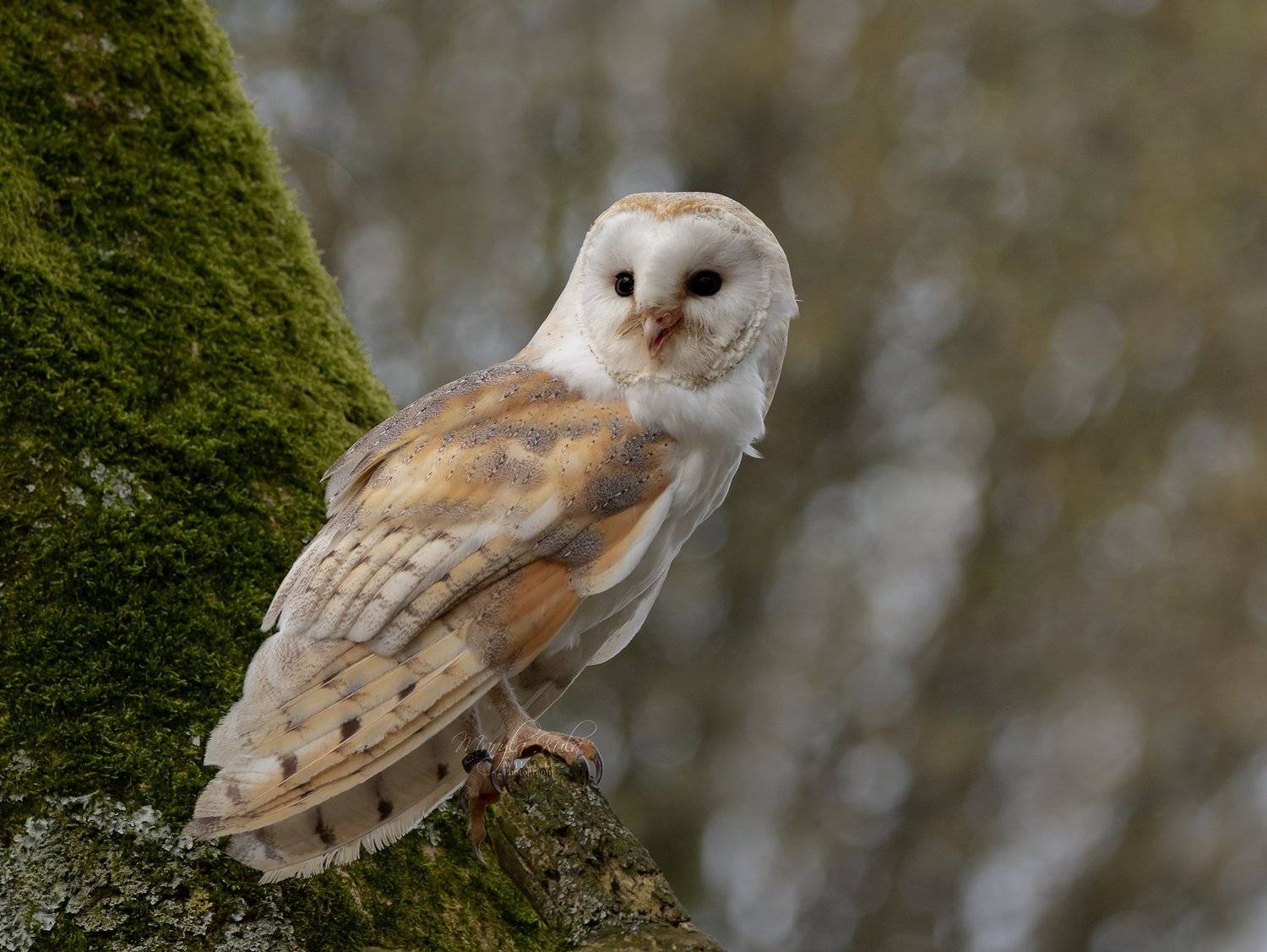 barn owl, birds, birds of prey, nature, wildlife, MARIA KULA