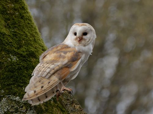 Barn Owl