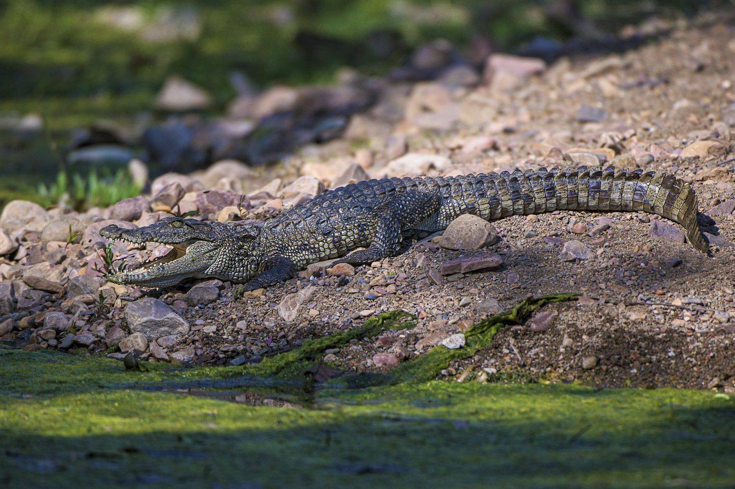 крокодил, Александр Маркелов