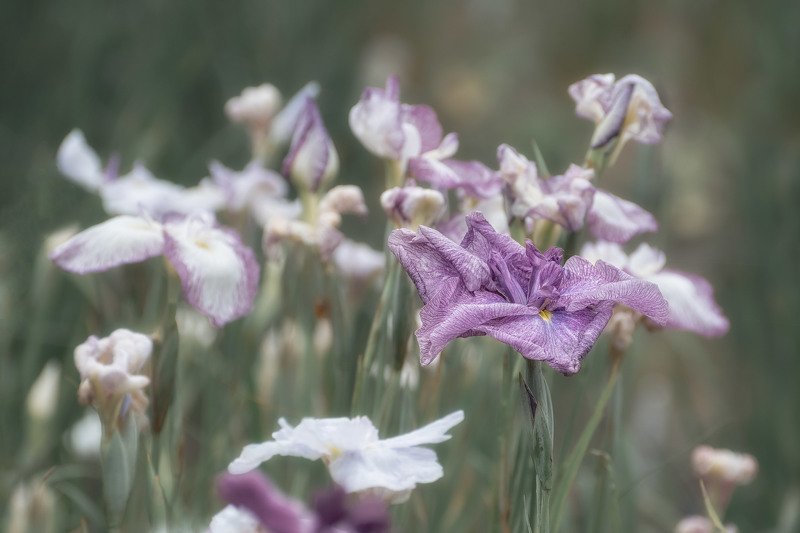 *** фото превью