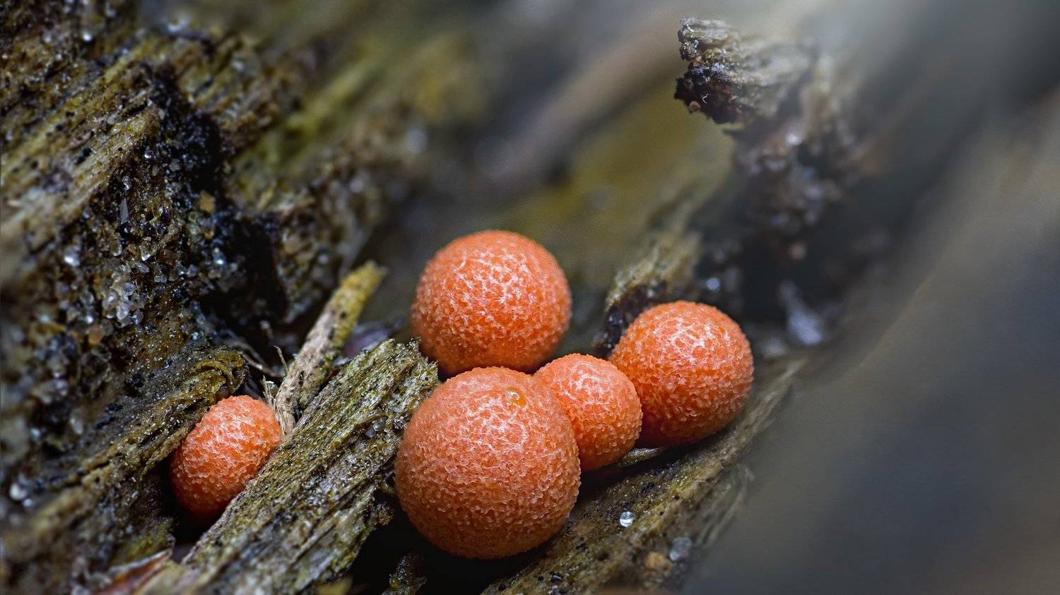 трава,свет,лес,деревья,облака,ветки,цветы,поле,небо, Юрий Котов