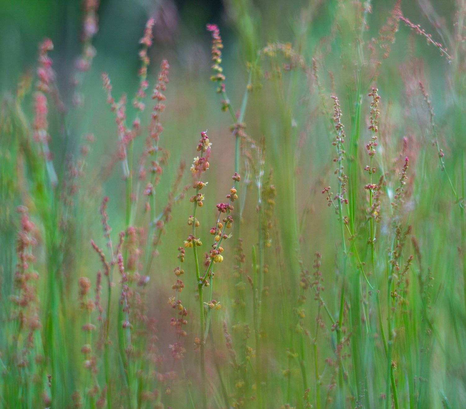 озеро, лето, лес, болото, Руслан Востриков