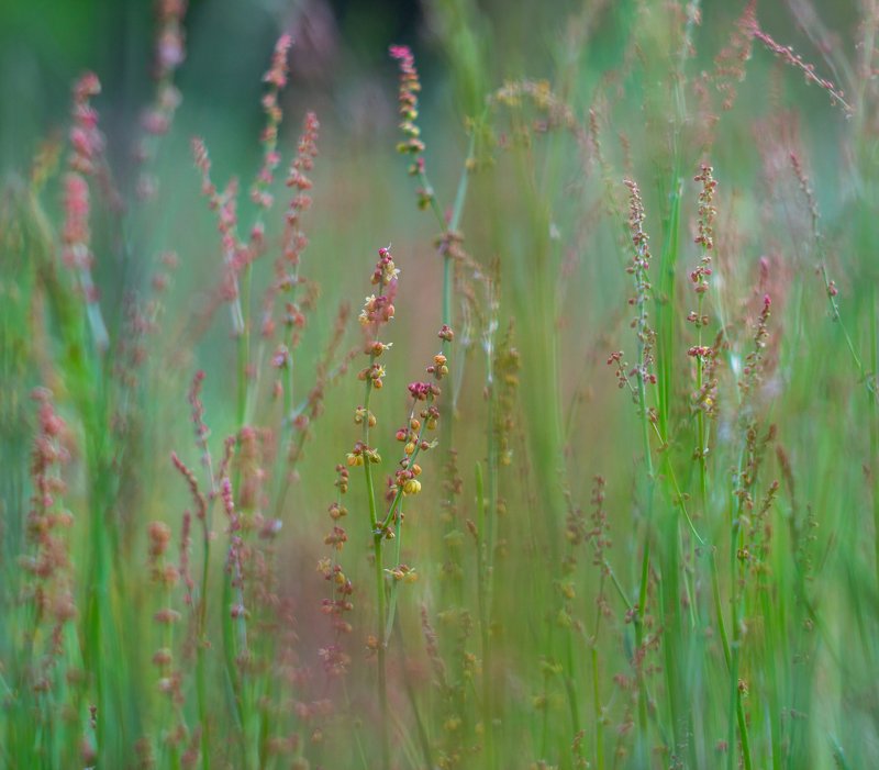 озеро, лето, лес, болото  фото превью