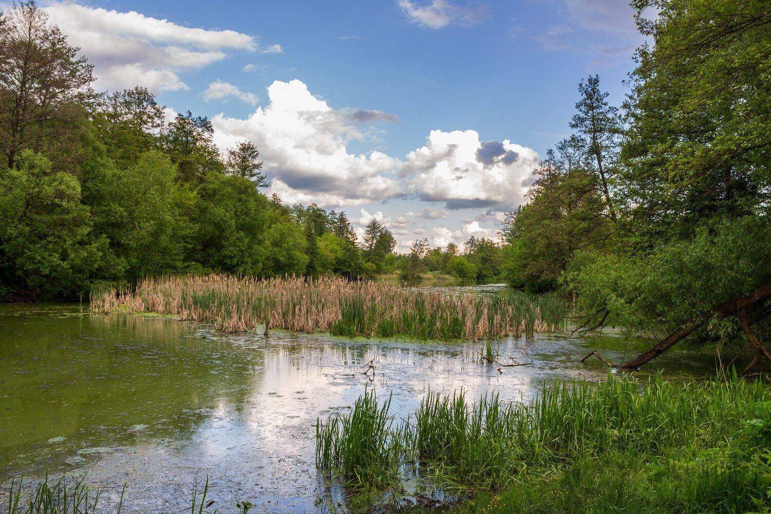 болото, лето, озеро, лес, Руслан Востриков