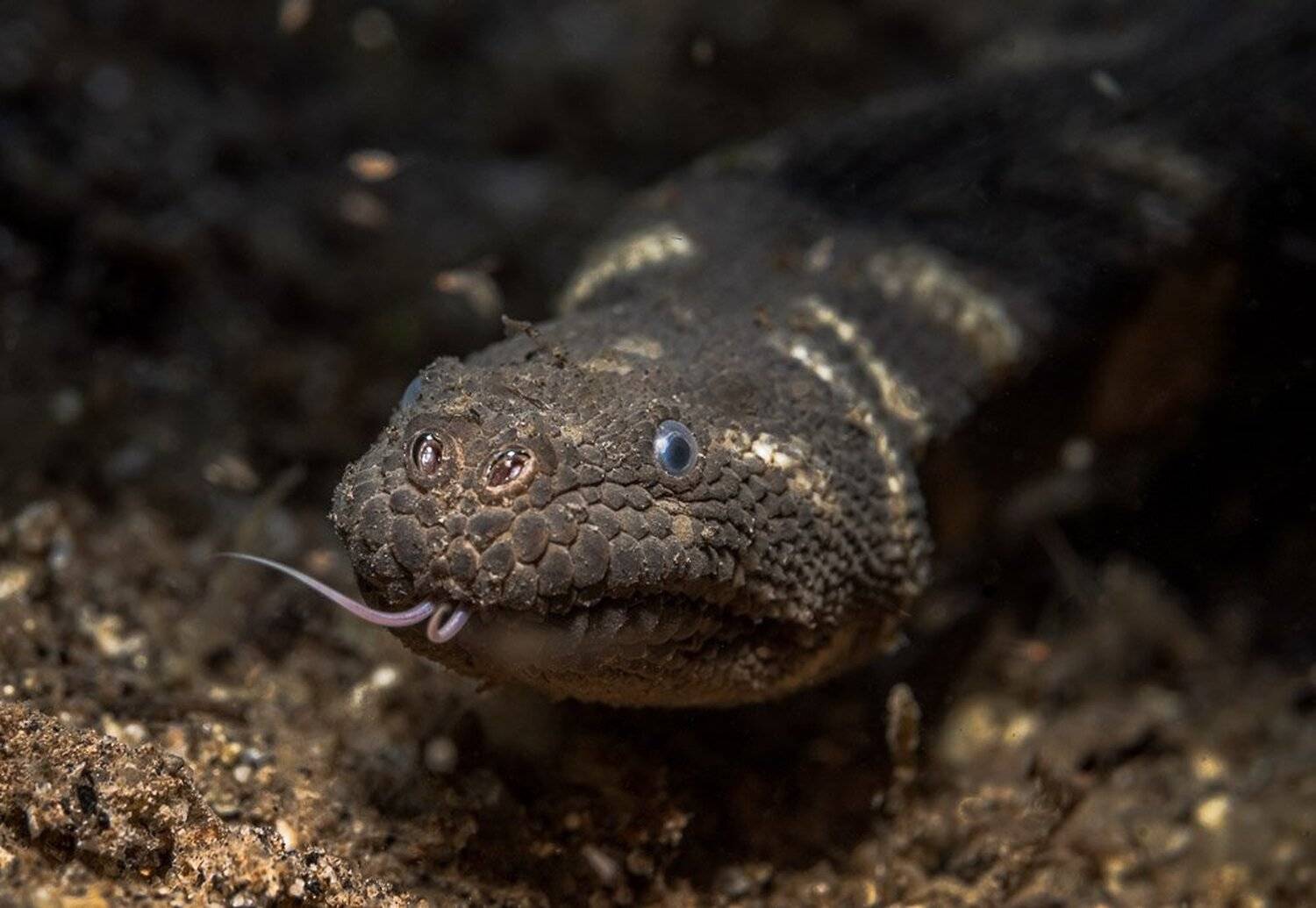 seasnake, Андрей Савин