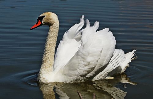 Белая лебёдушка.