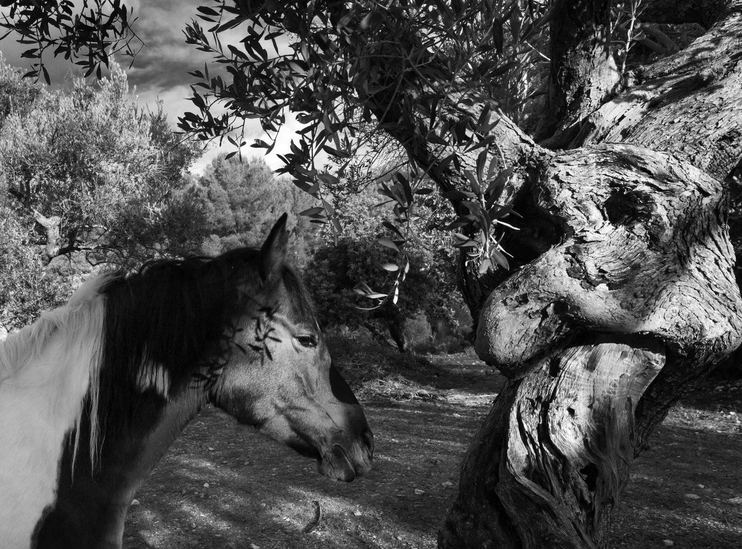 печальная лошадь, дендротерапия,  лошадь, Ирина Назарова