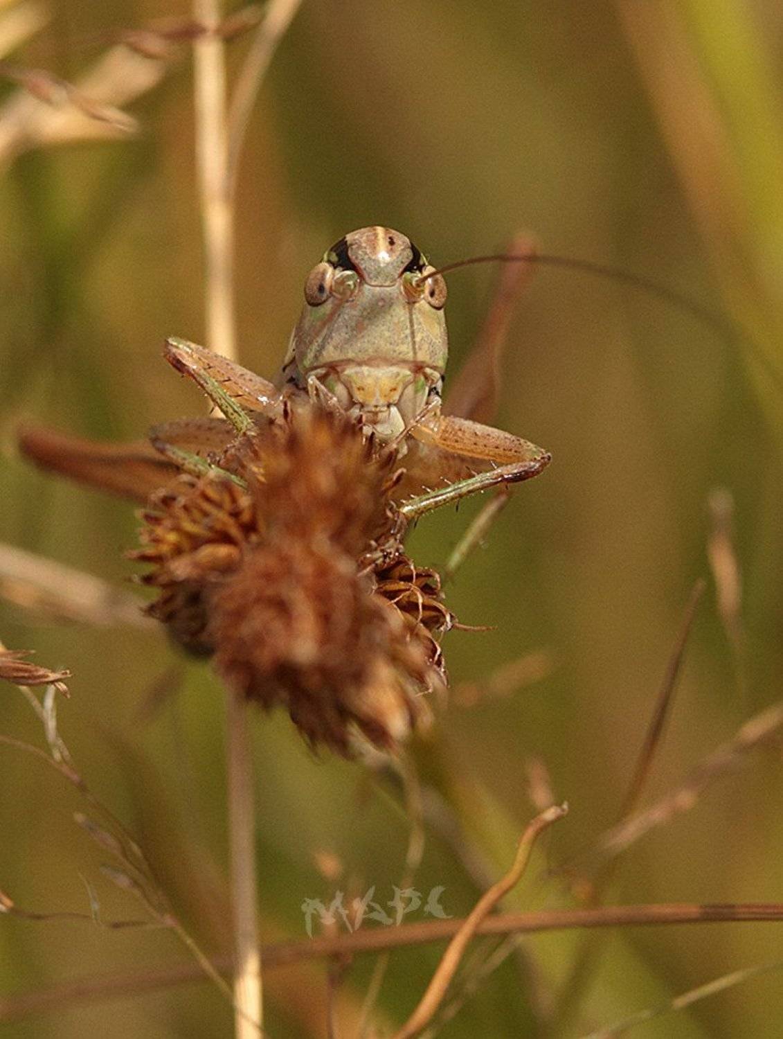 макро кузнечик портрет июль лето насекомые, Шангареев Марс