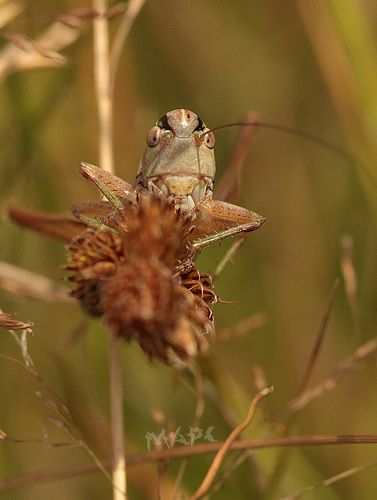 Самый злой кузнечик