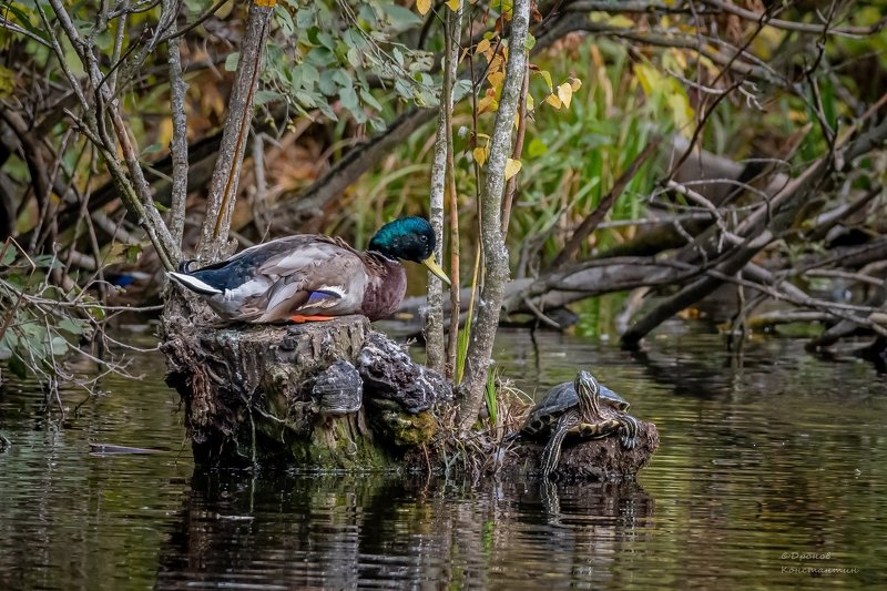 Привет сосед фото превью