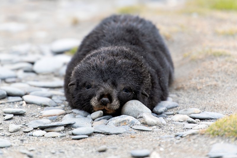 Антарктида, морские животные Я же, лучше собаки!? фото превью