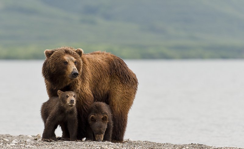 Bear Animal Mammal Salmon Kuril Lake Russia Kamchatka cubs mom Mother-bear protecting cubs фото превью