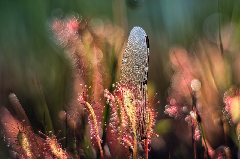 macro, sundew, plants, bokeh, colors Death фото превью