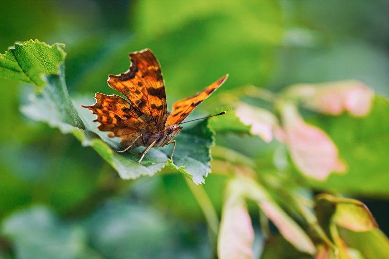 бабочка,лист,трава,солнце,крылья,свет,блик,цветок *** фото превью