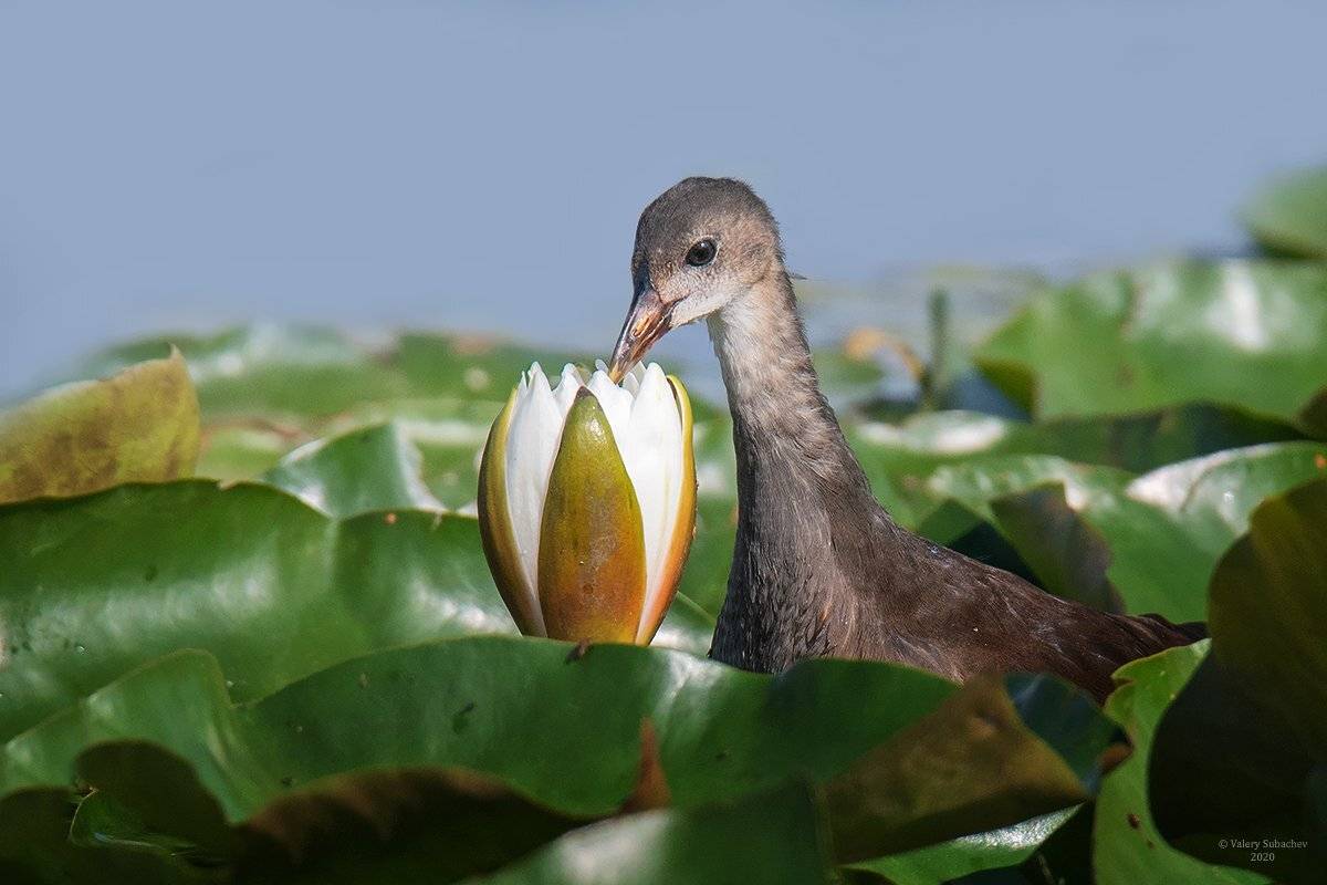 , Валерий Субачев