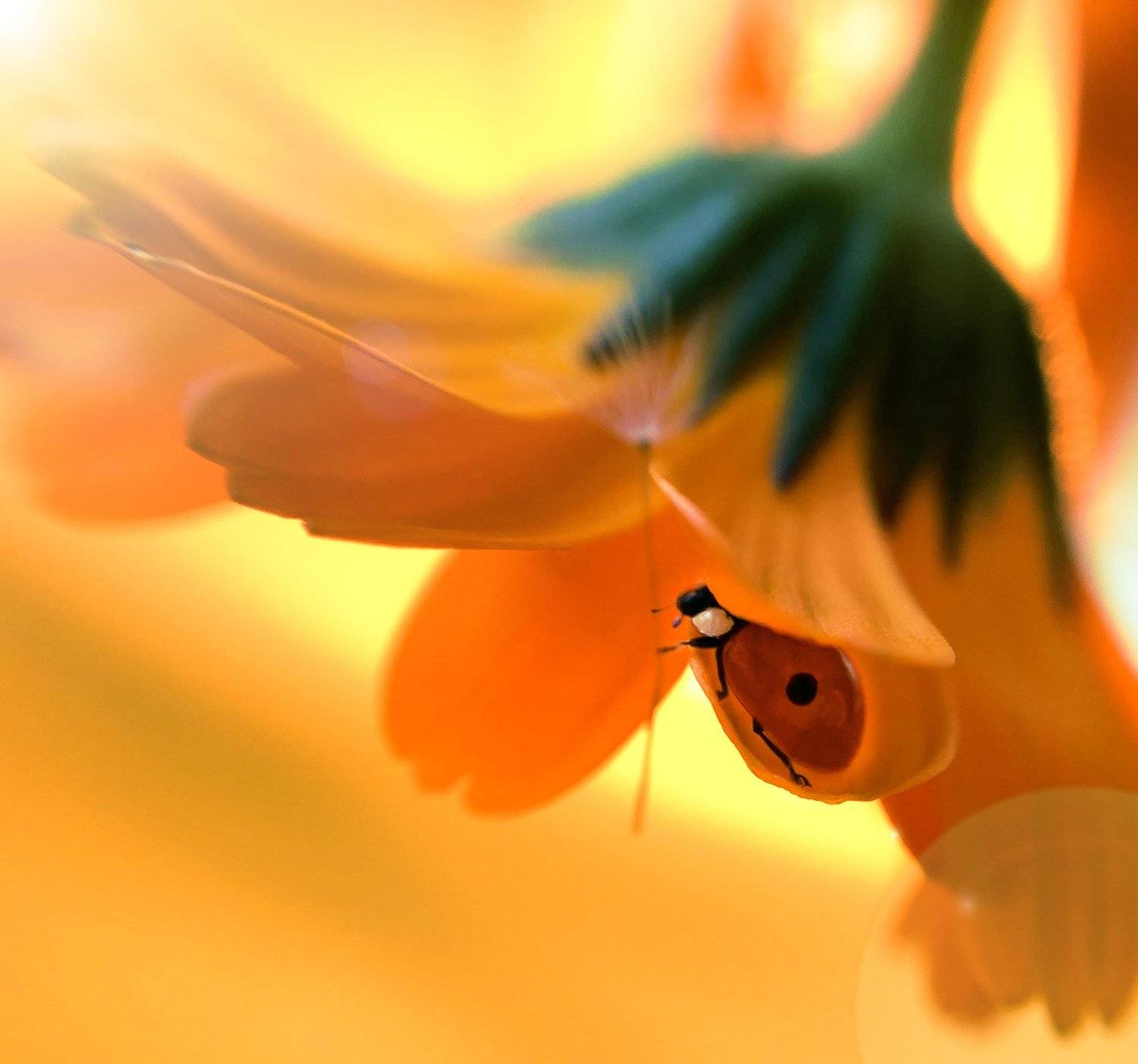 , Вероника Денисова