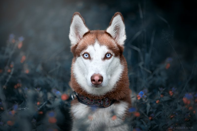 собака,животные,на природе, без людей, портрет, хаски, canon, dog, animal, no people Хасочка фото превью