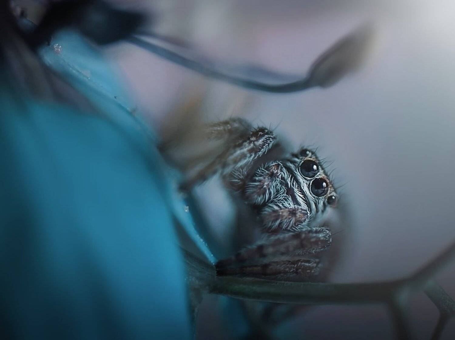 , Лапшина Владлена