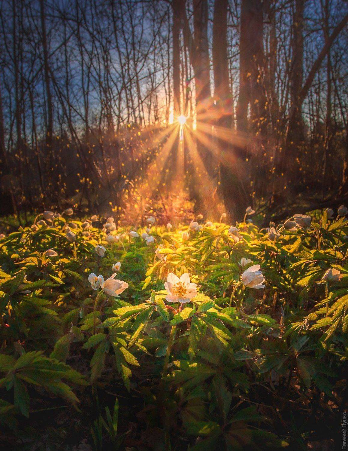 , Евгений Луцко