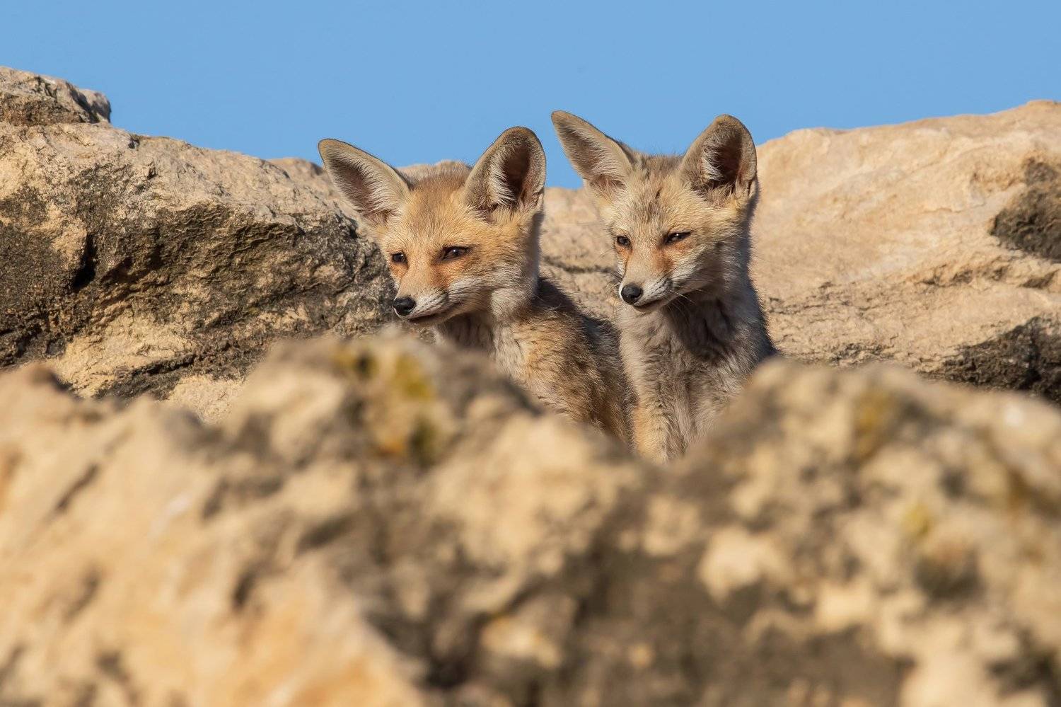 canon1dхmark2, canon600mmf4,israel, jerusalem, nature , wildnature, wildnaturephotography, дикаяприрода, иерусалим ,израиль, пётр рогов,фотограф,фотоохота,лисята,nature,иерусалим,jersalem,wildnaturephotography,nakedplanet,natgeoyourshot,natgeo, bbcearth,, Пётр Рогов