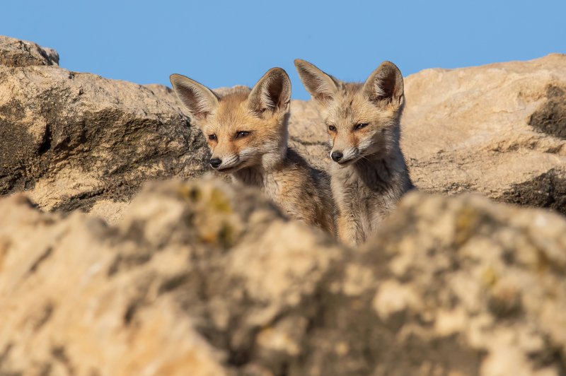 canon1dхmark2, canon600mmf4,israel, jerusalem, nature , wildnature, wildnaturephotography, дикаяприрода, иерусалим ,израиль, пётр рогов,фотограф,фотоохота,лисята,nature,иерусалим,jersalem,wildnaturephotography,nakedplanet,natgeoyourshot,natgeo, bbcearth, Лисята фото превью