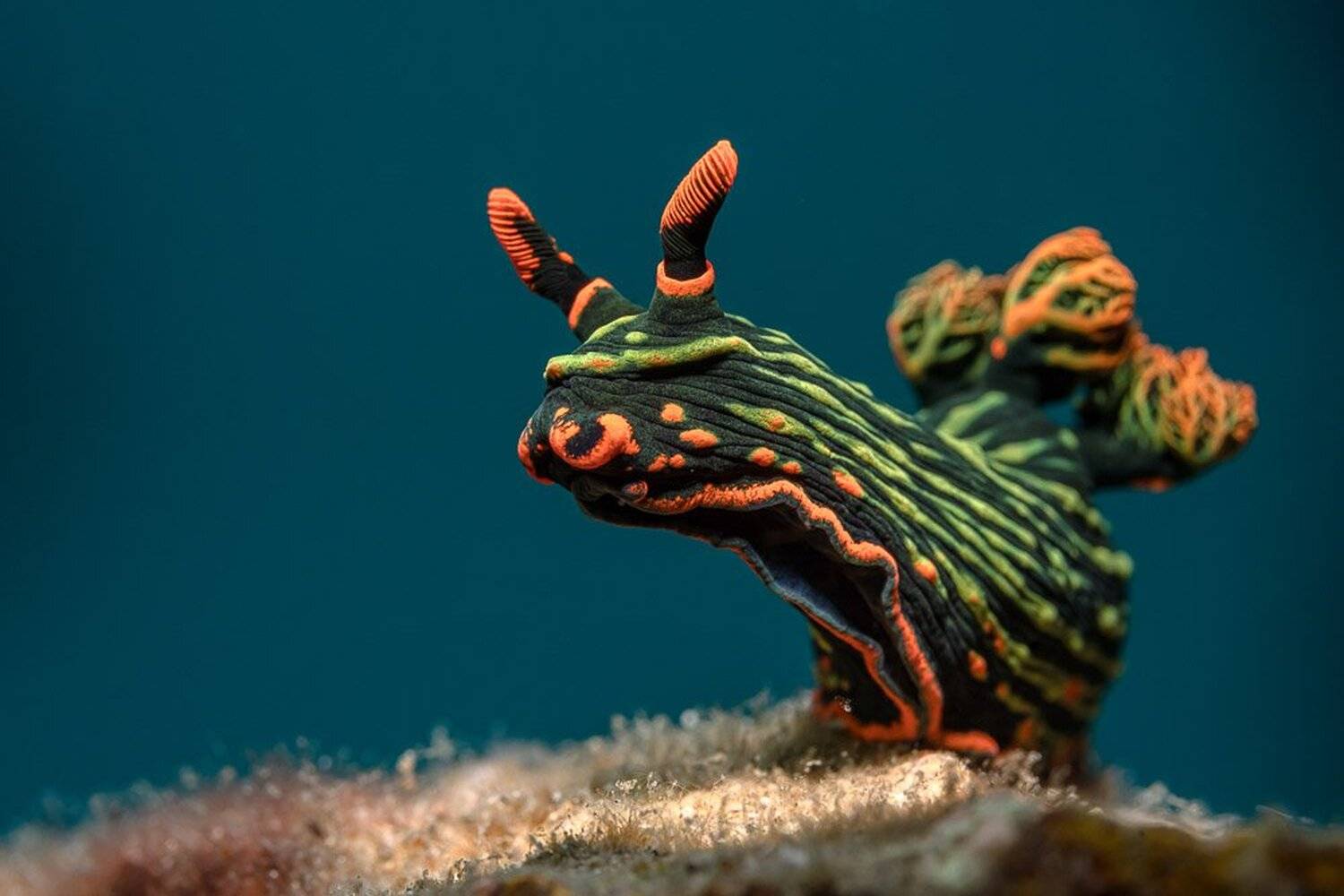 nudibranch, Андрей Савин