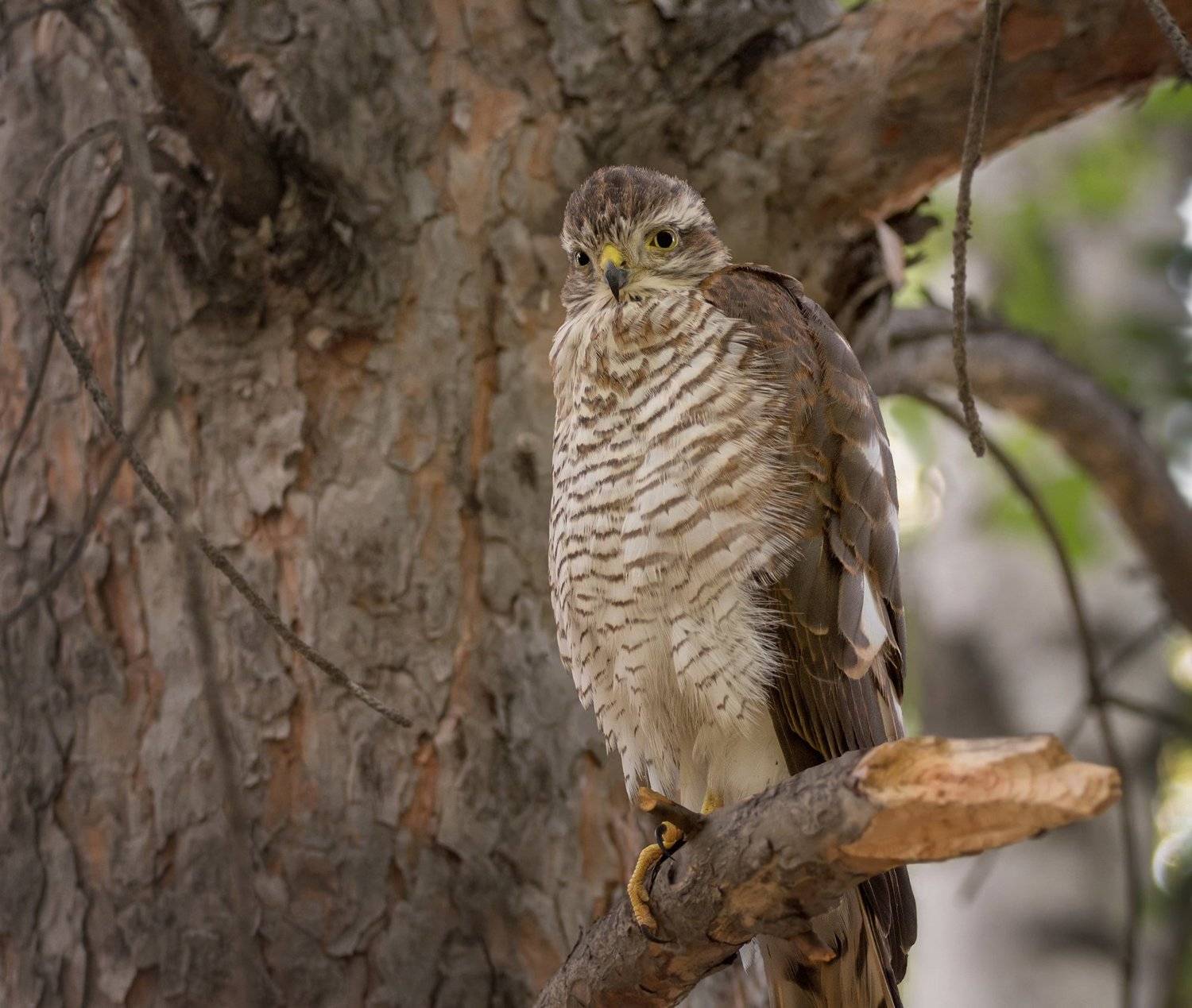 хищная птица, ястреб перепелятник, слёток,, Марина Мочалова