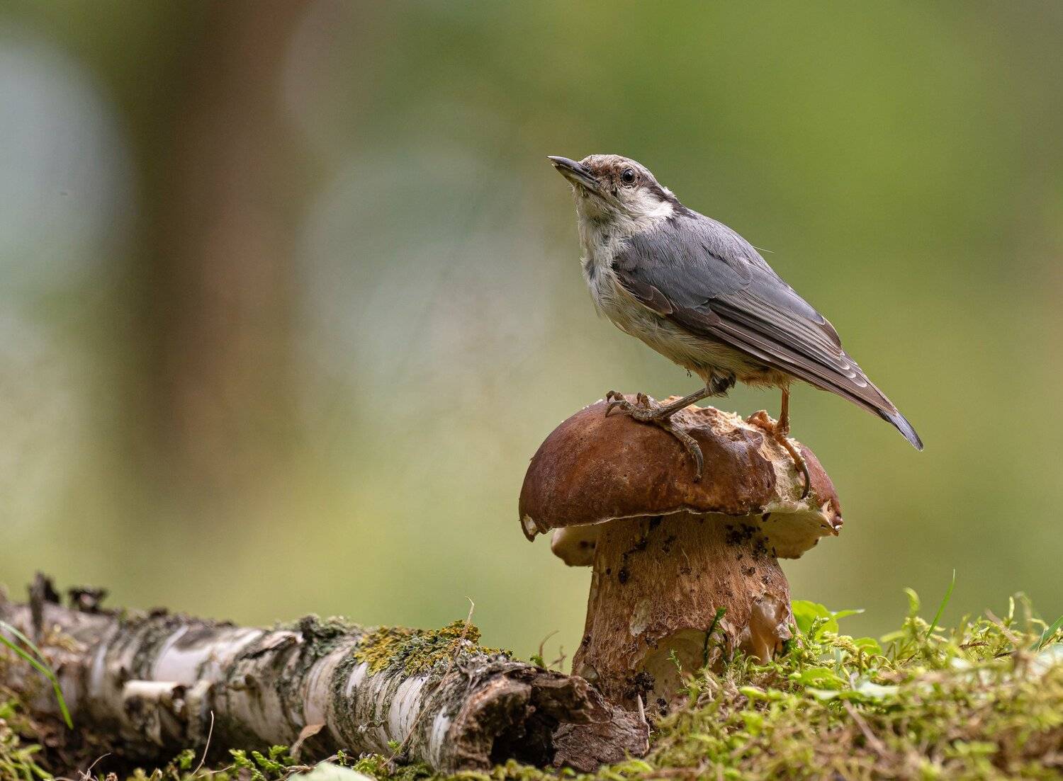 птицы,природа, лето, Андрей Киселёв