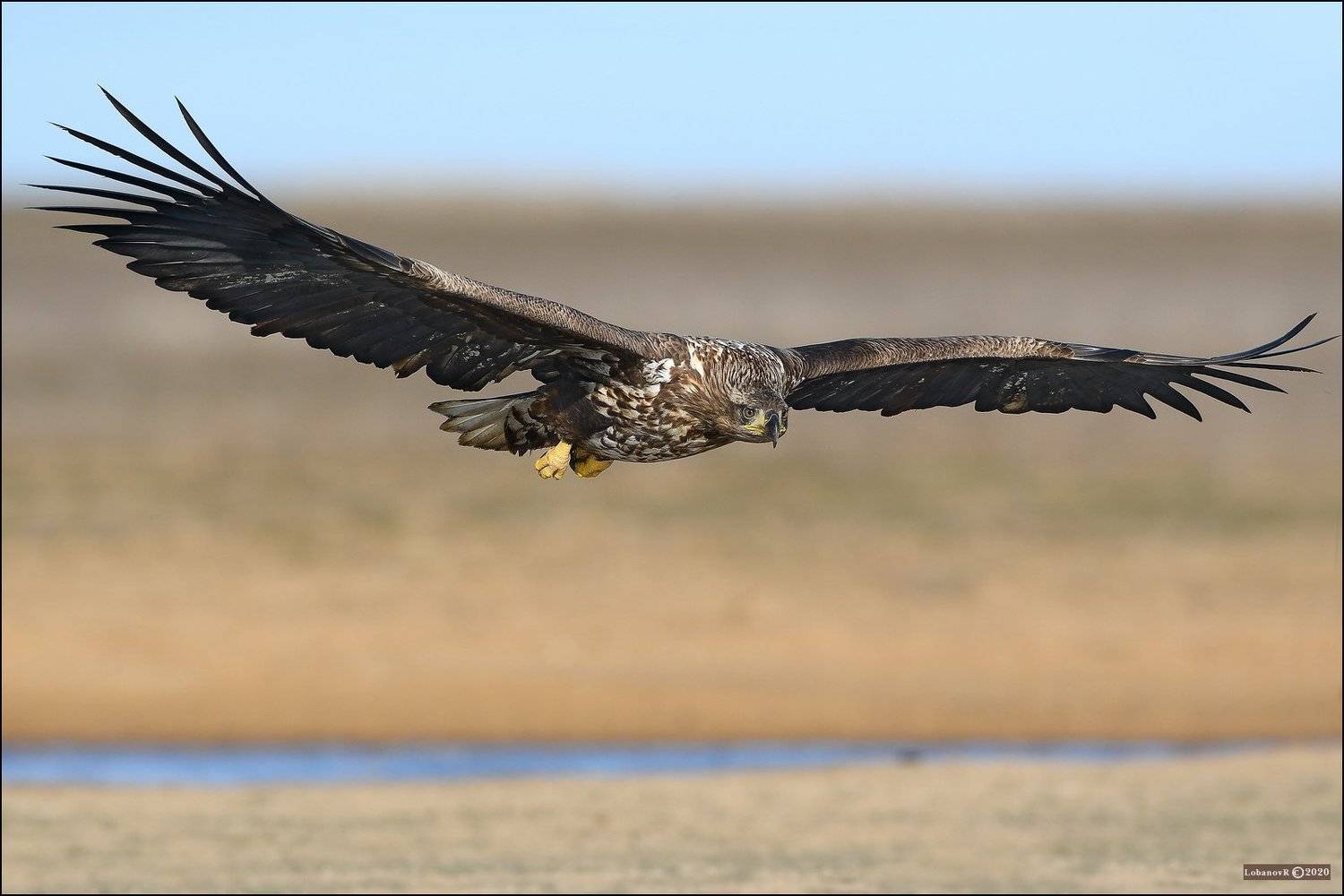 орлан-белохвост., заказник, &laquo;степной&raquo;, астраханской, области, Lobanov Roman
