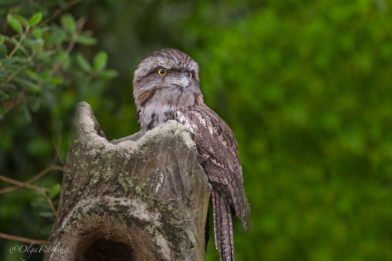сова, пенек, зеленый, птица Совушка. фото превью
