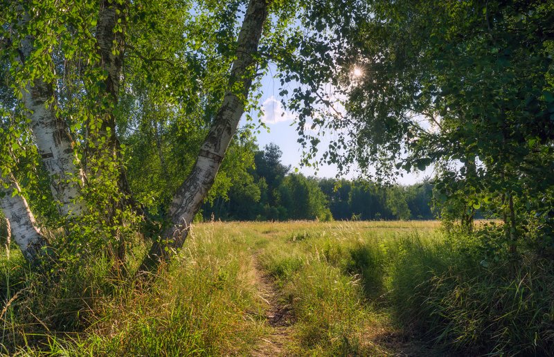 луг, лето, июль, вечер, берёзы Ни ветерка, ни крика птицы среди вечерней тишины фото превью