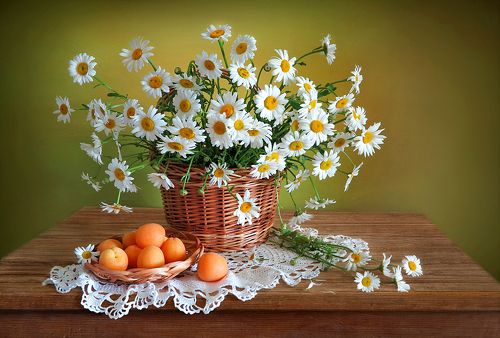 Цветут ромашки