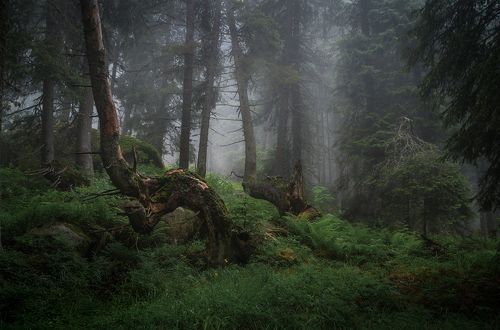 In the misty forest