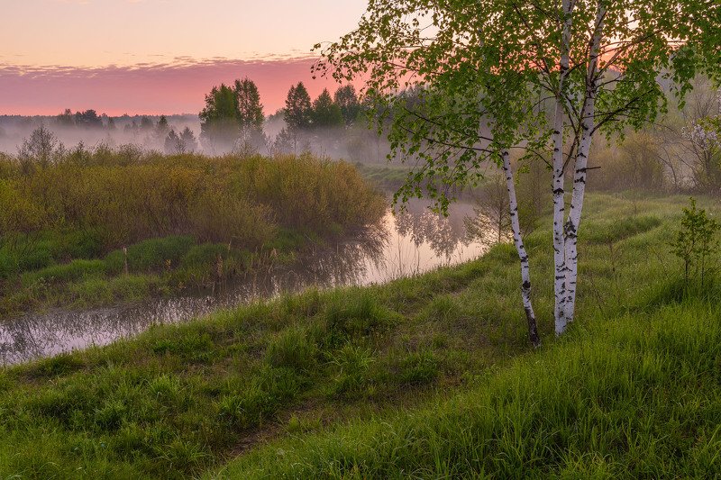 Березки фото превью