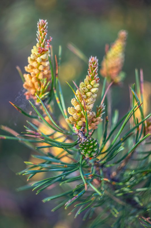 шишки, сосна, цветение, лес  фото превью