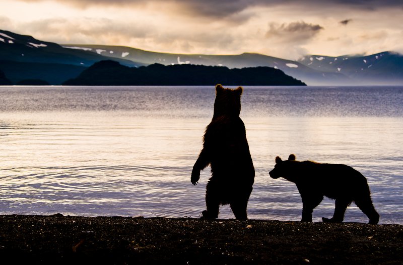 Bear Animal Mammal Kuril Lake Russia Kamchatka sunrise backlight Looking the sunrise фото превью