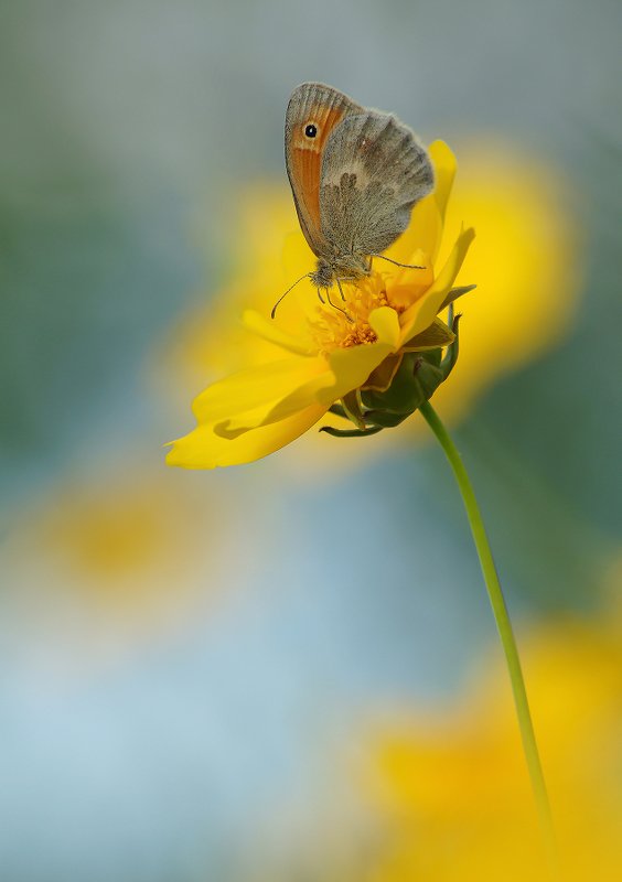 Сенница обыкновенная фото превью