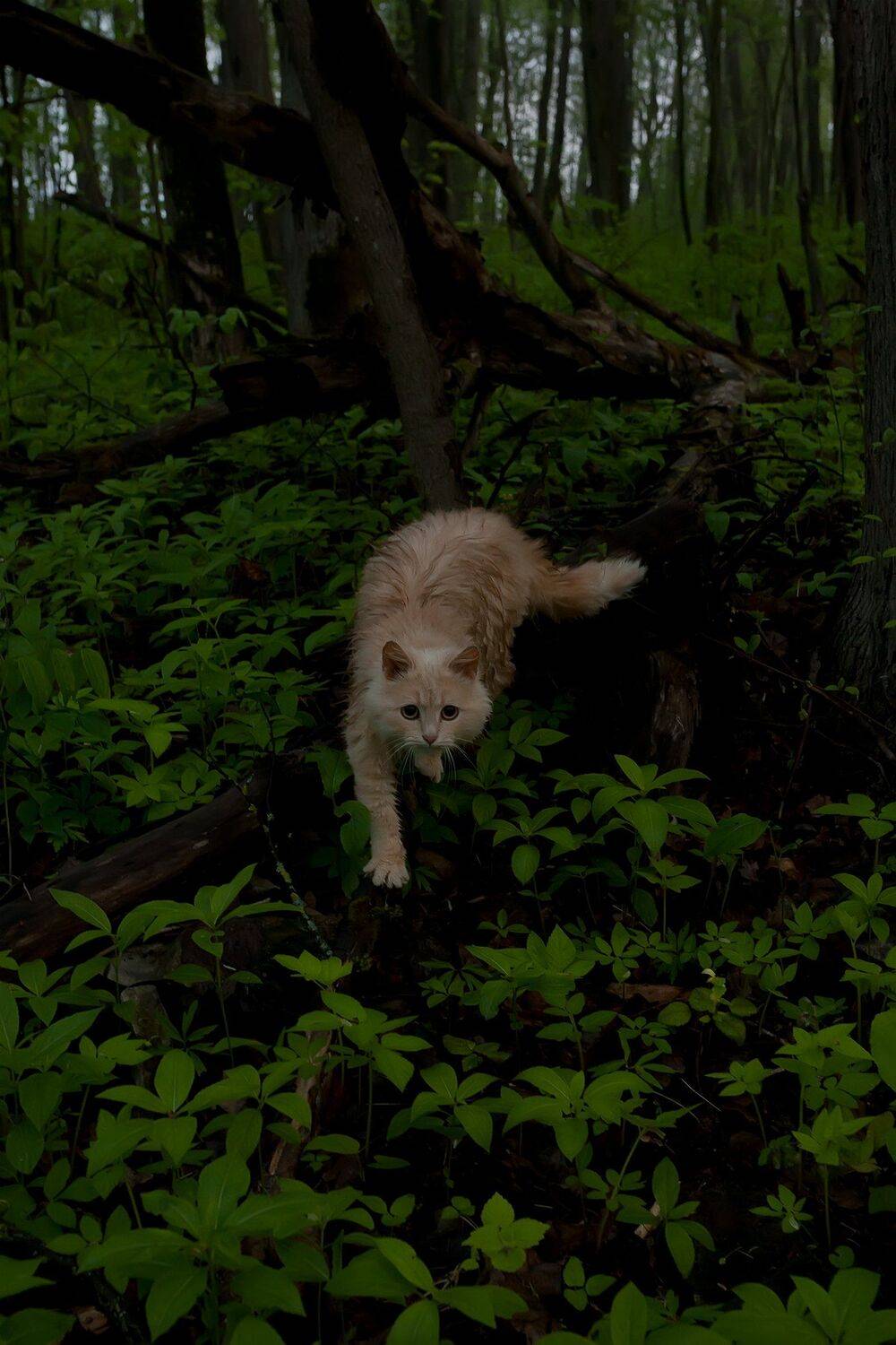 , Виталий Стрельцов