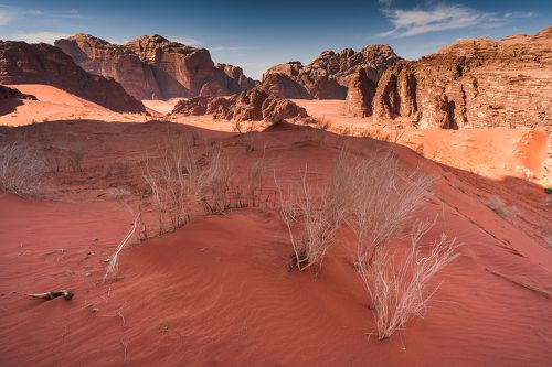 Desert life