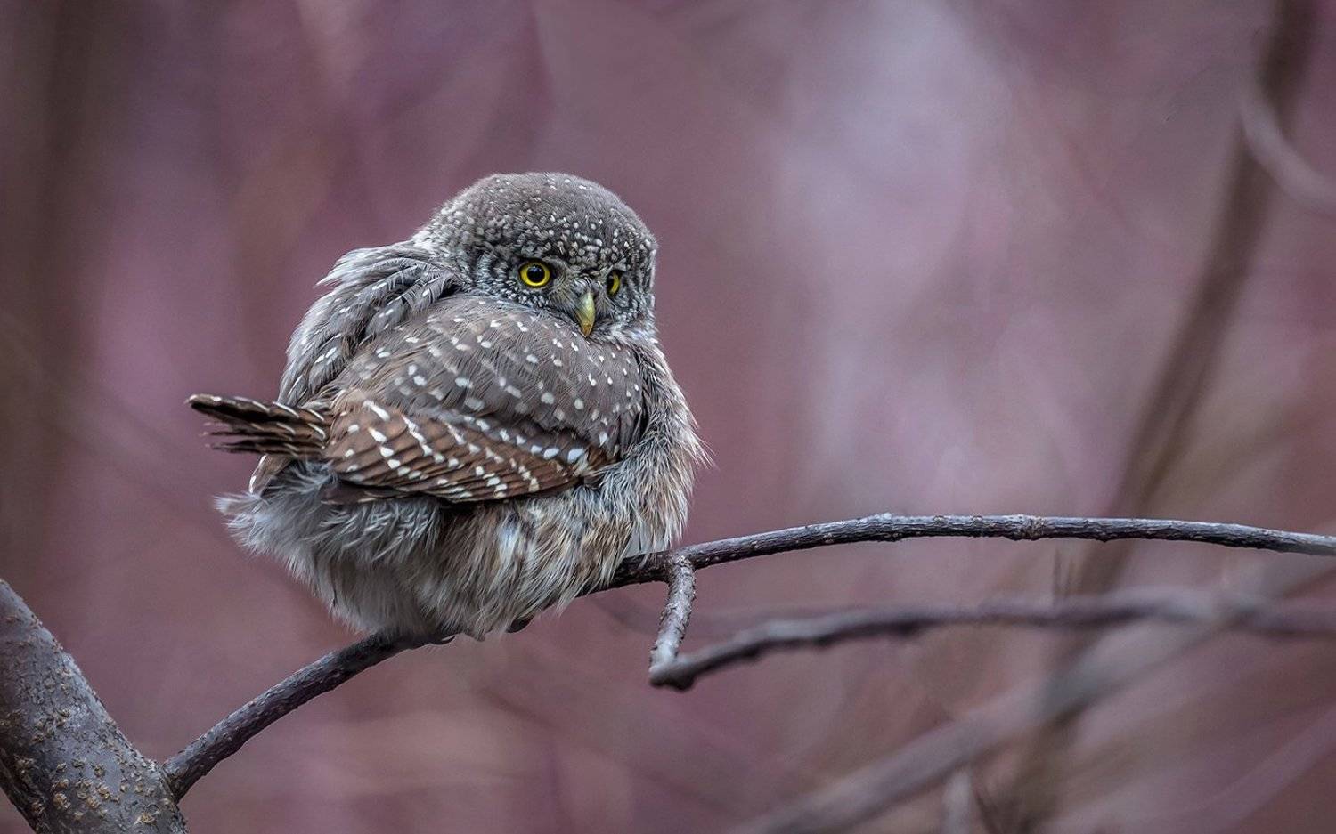 птица, дикая птица, хищная птица, орнитология, дикая природа, фотоохота, , сыч, сыч воробьиный, зима. охота, фотоохота, мышь, Victor Dubinkin