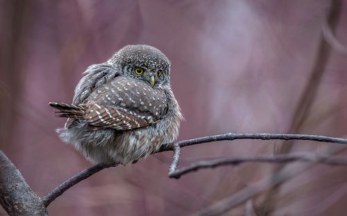 Воробьиный сычик.