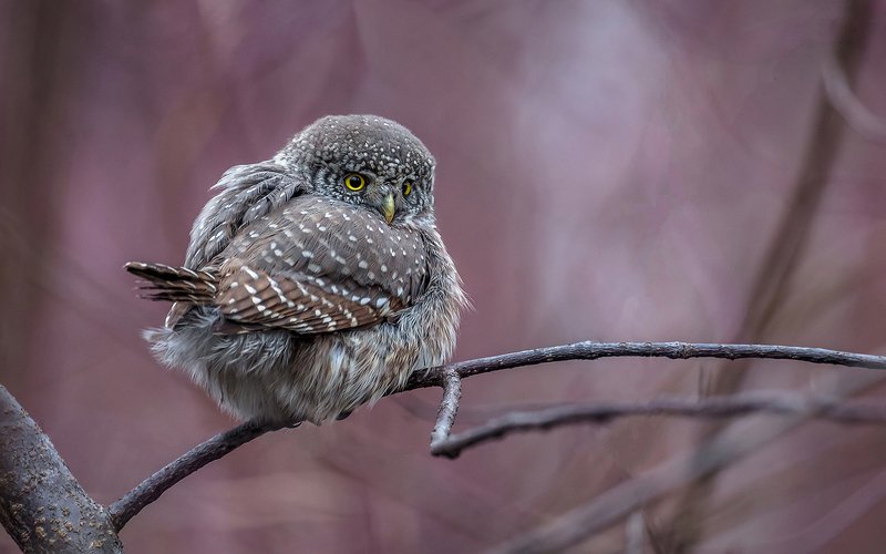 птица, дикая птица, хищная птица, орнитология, дикая природа, фотоохота, , сыч, сыч воробьиный, зима. охота, фотоохота, мышь Воробьиный сычик. фото превью