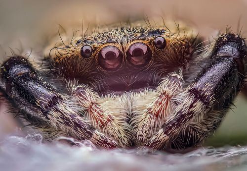 Portrait of Rhene Sp.