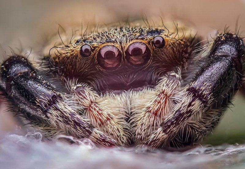 macro wildlife closeup insects Portrait of Rhene Sp. фото превью
