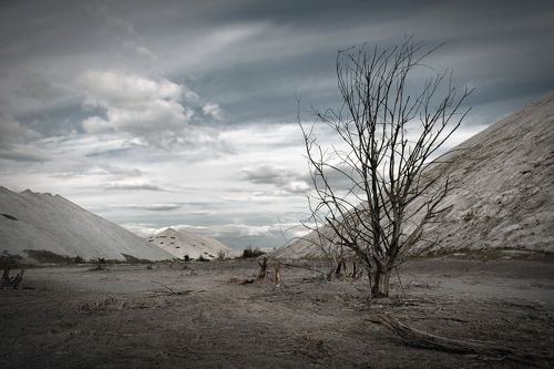 Dead nature(I)