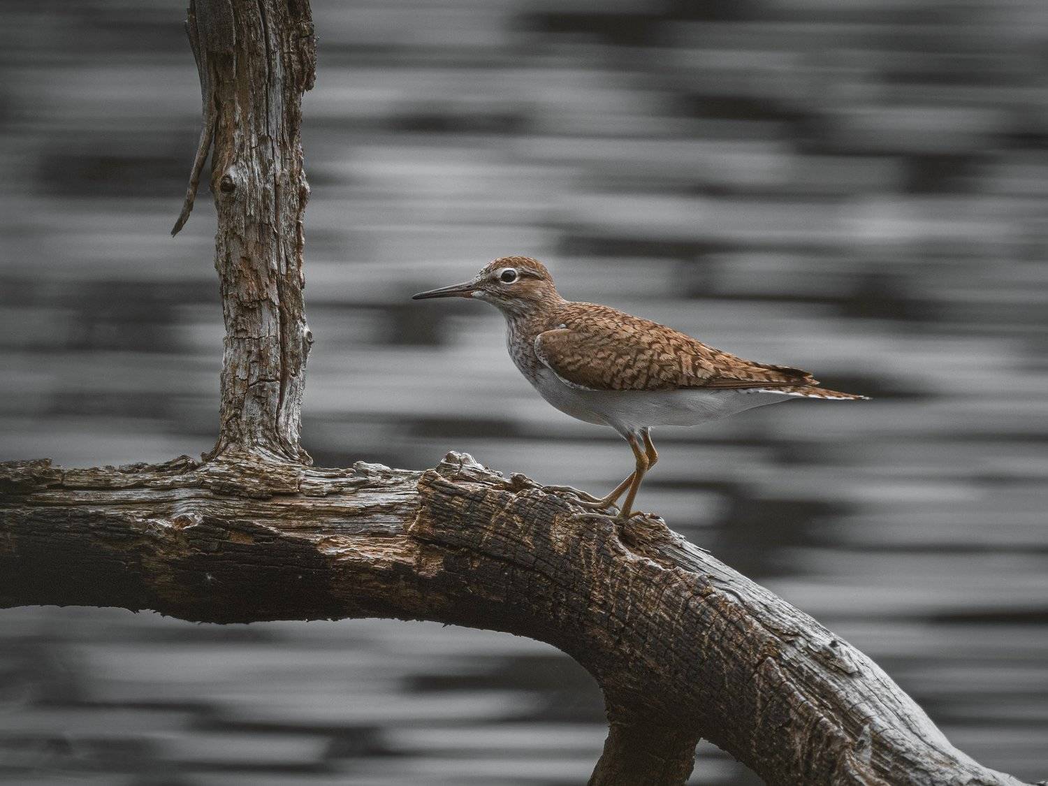 real wildlife, wildlife, nature, wildlife photographer, перевозчик, bird photography, actitis hypoleucos, common sandpiper, bird, sa_travelmedia, птицы, птица, фото птиц, текстуры,, Aleksey Sharypin