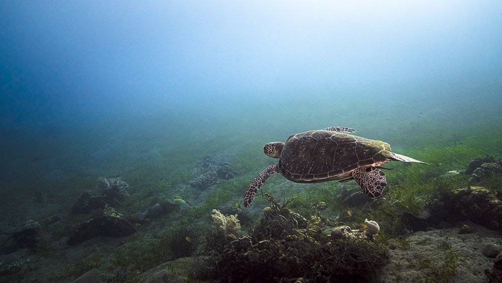 turtle, Андрей Савин