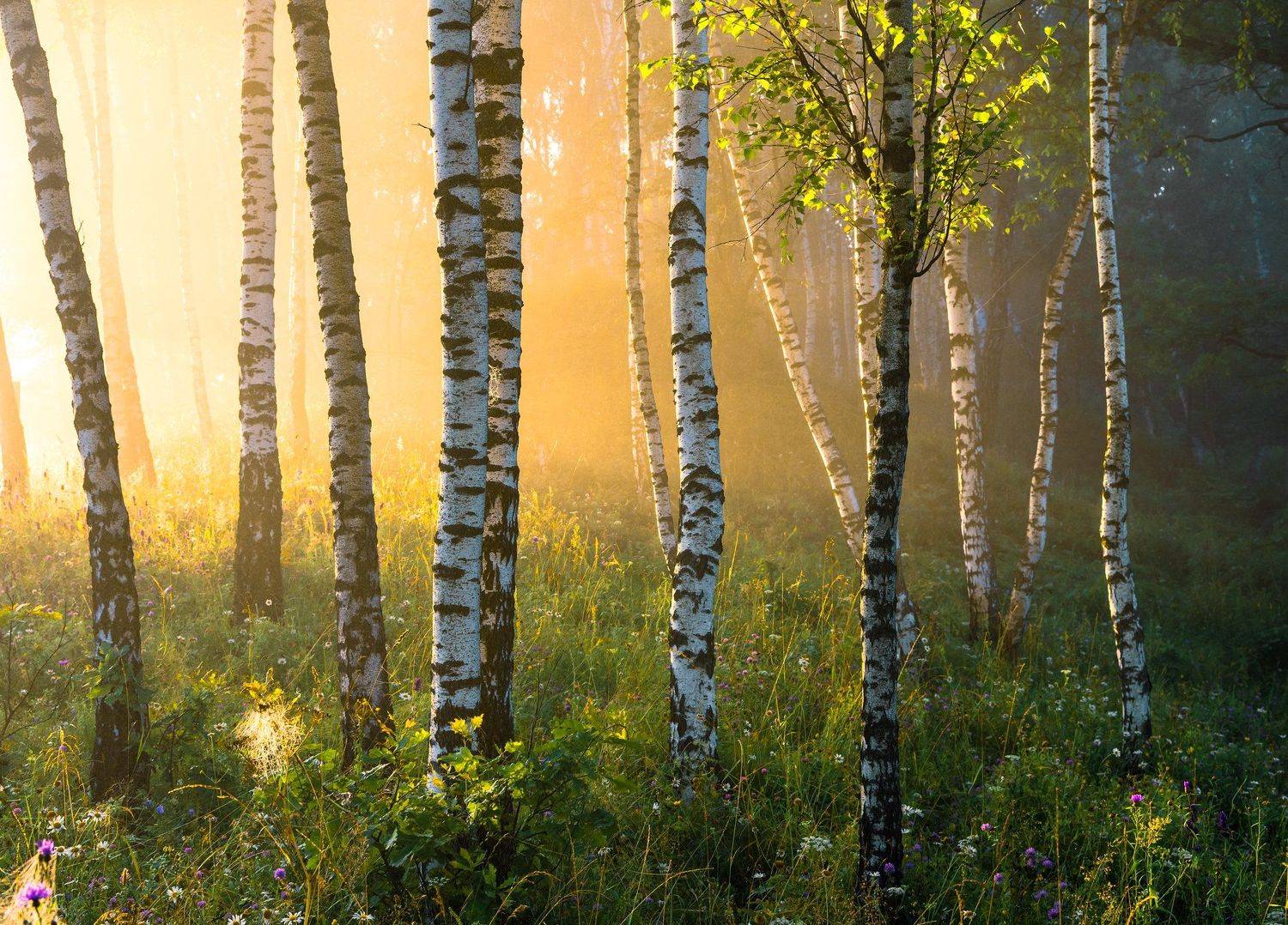 , Руслан Авдевич